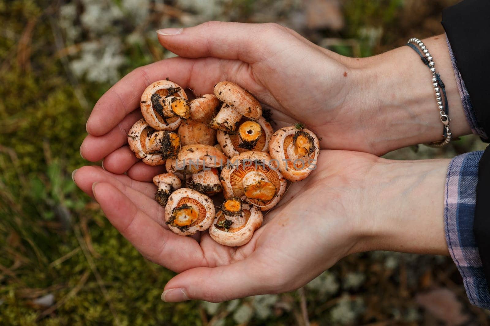 Woman's handful of freshly picked wild mushrooms (Lactarius deliciosus, saffron milk caps)