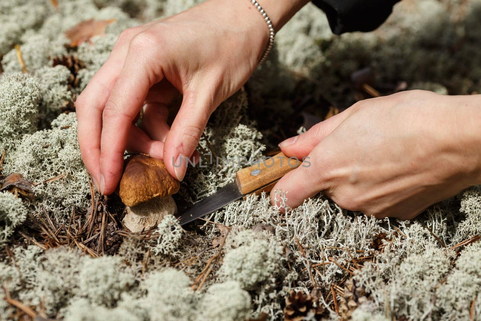 Mushrooming. Woman cuts porcini (boletus edulis).
