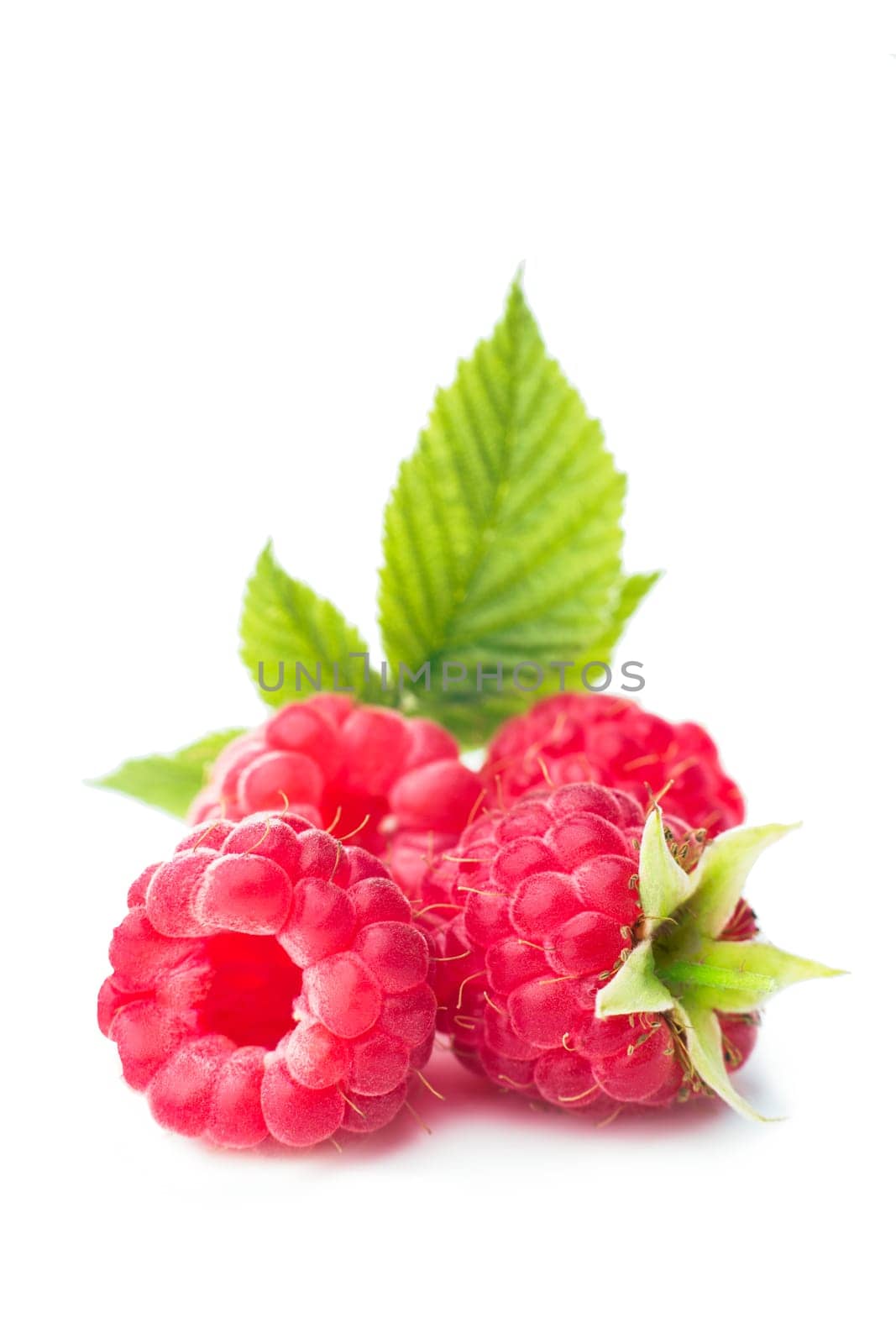 Freshly picked raspberries on white. Shallow depth of field