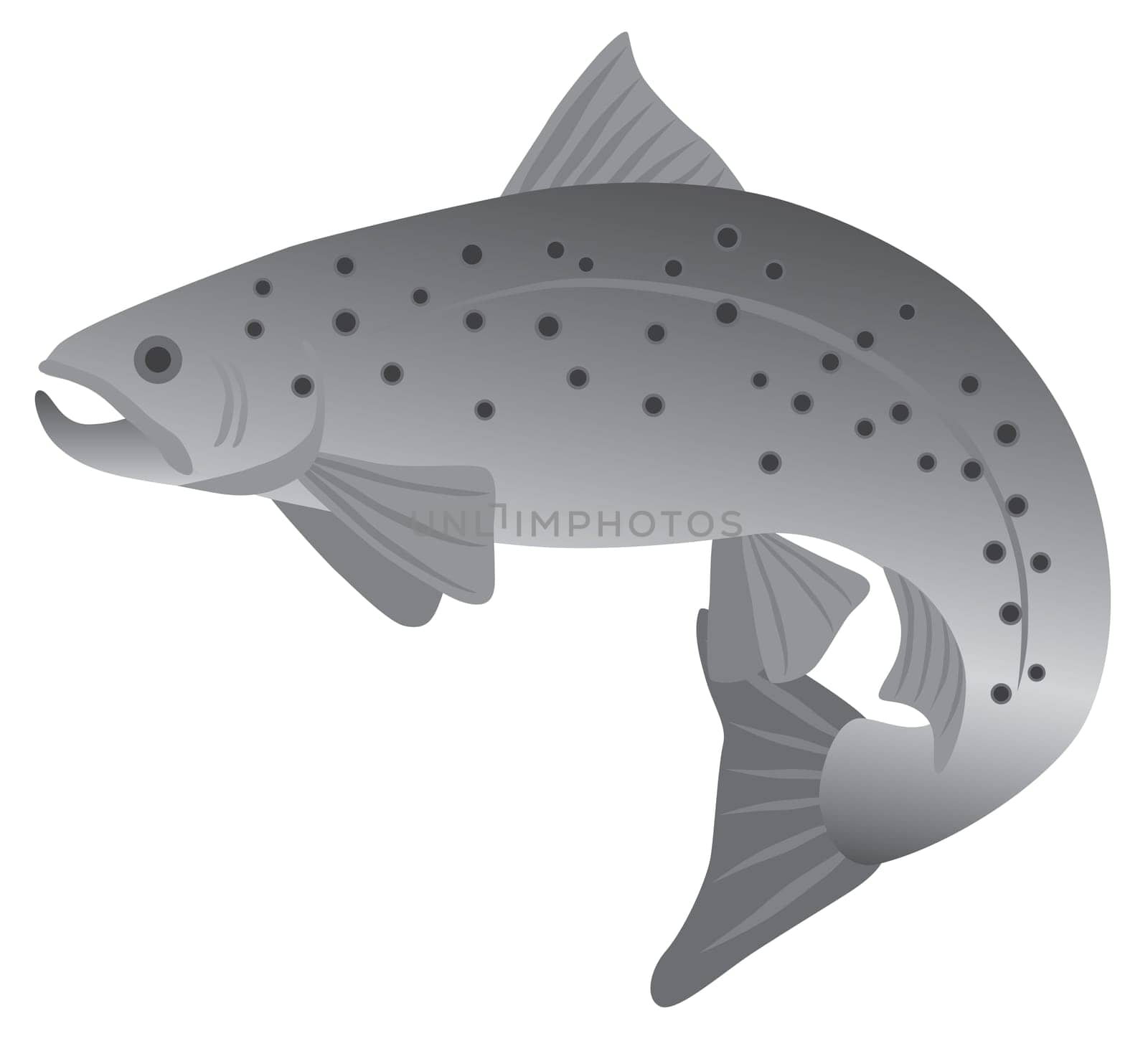 Brook Trout Fish in Grayscale Illustration