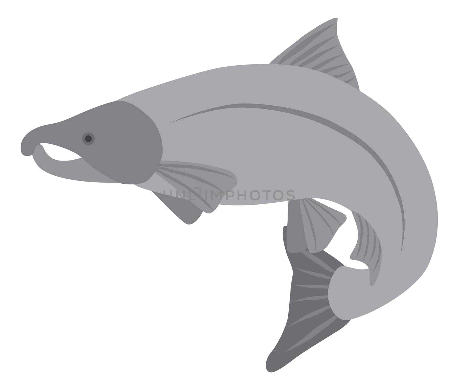 Coho Salmon Fish in Grayscale Illustration