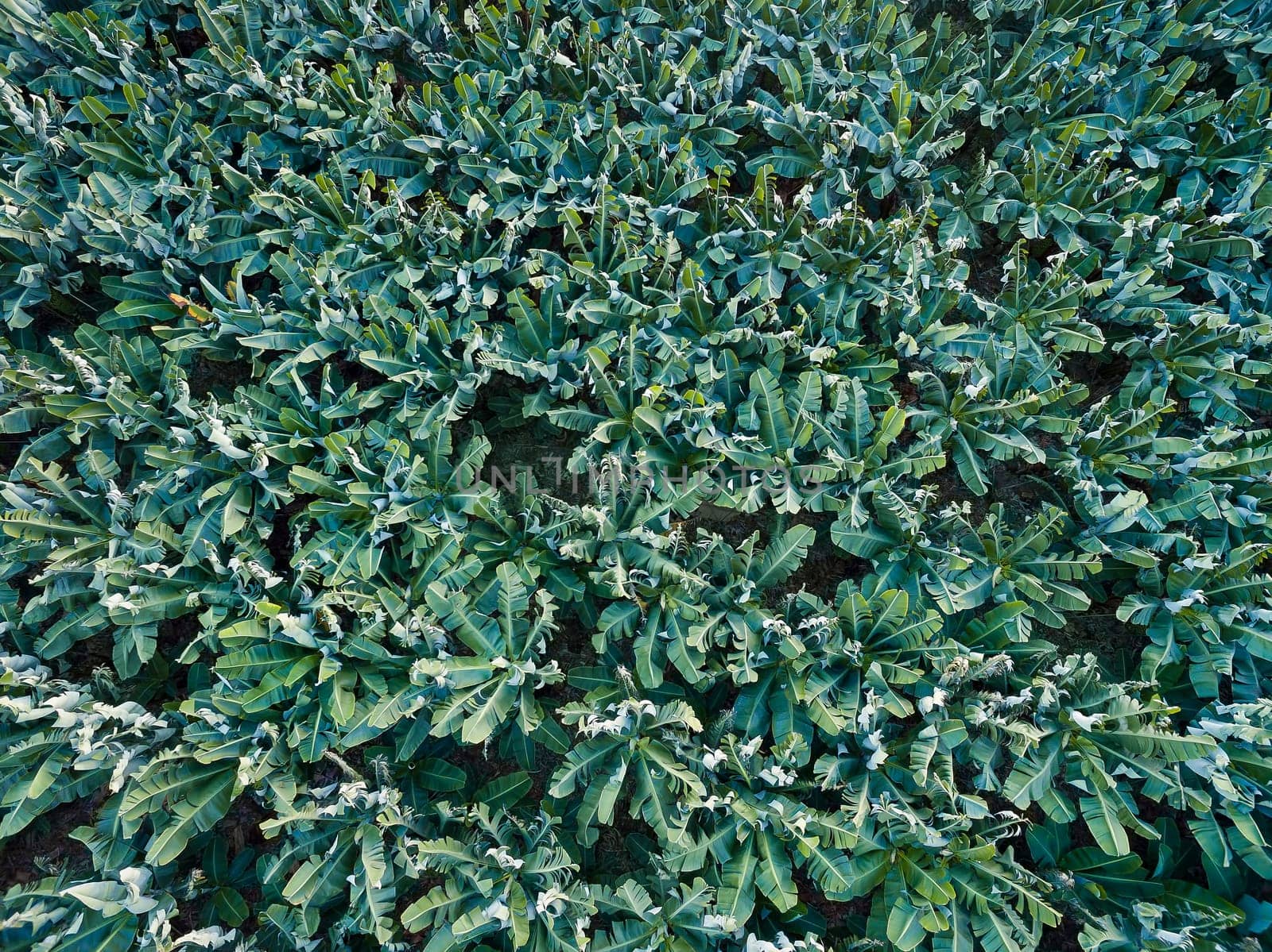 Aerial view of banana trees plantation. Texture (view from top)