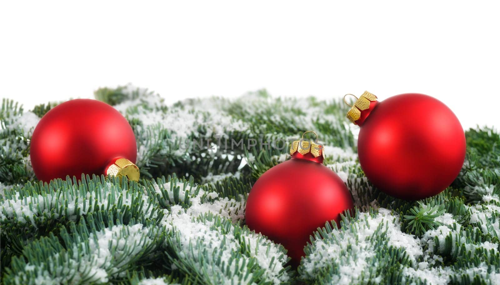 Simple Christmas arrangement with red baubles on snow-covered fir twigs,studio shot isolated on white background