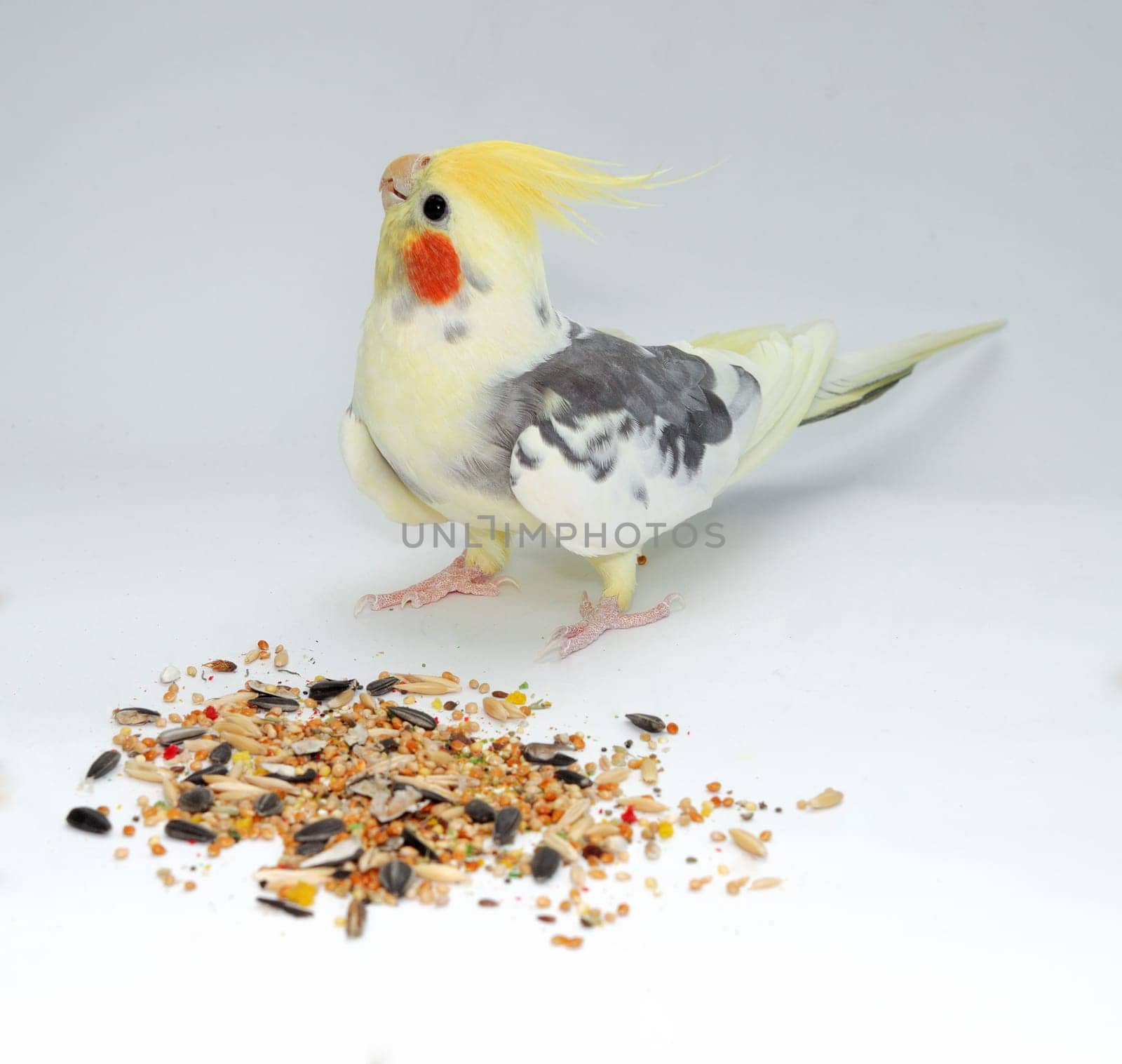 cockatiel parrot bites a finger