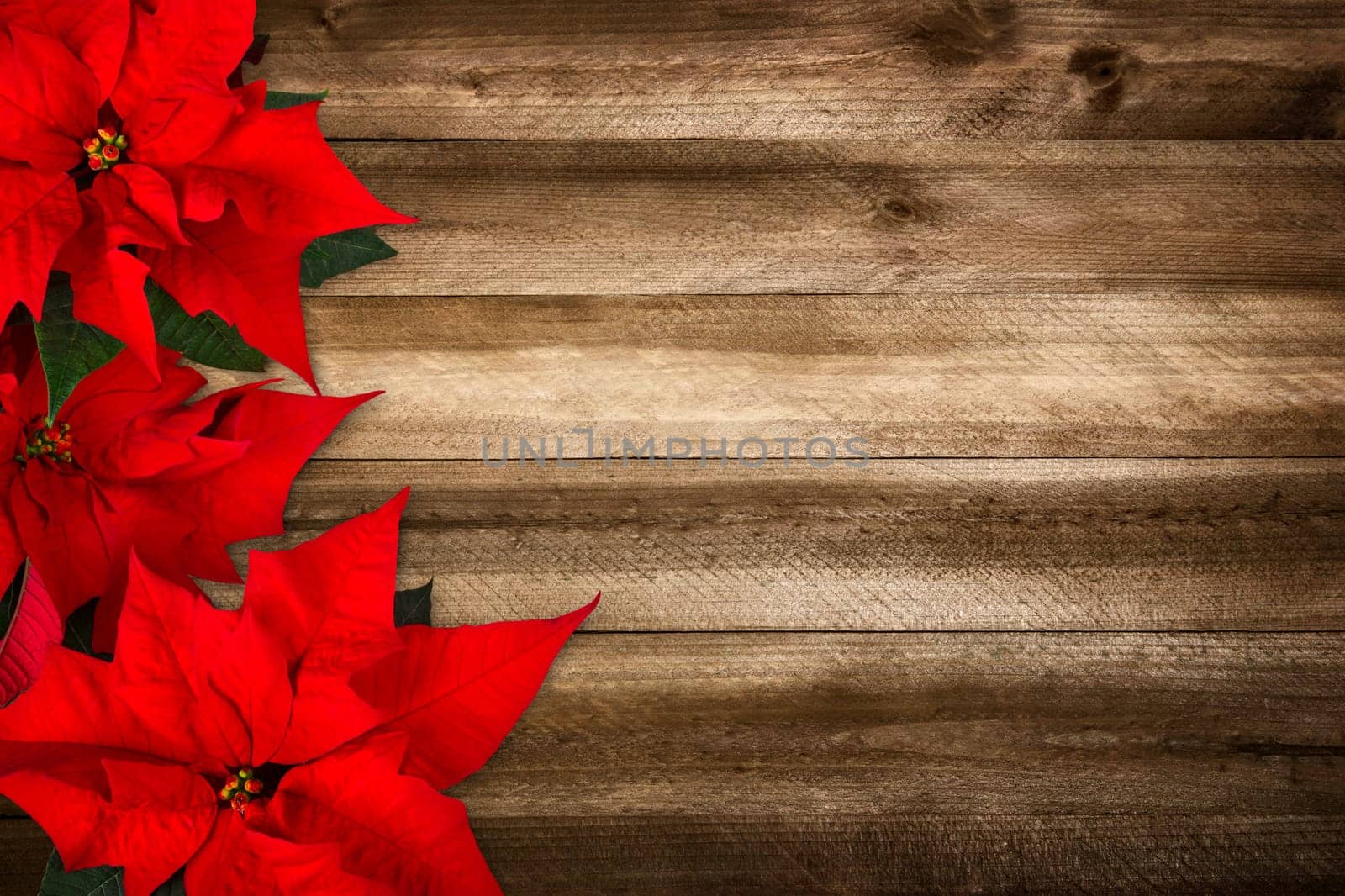 Christmas background composed of wood planks and poinsettia,with warm colors and nice vignetting