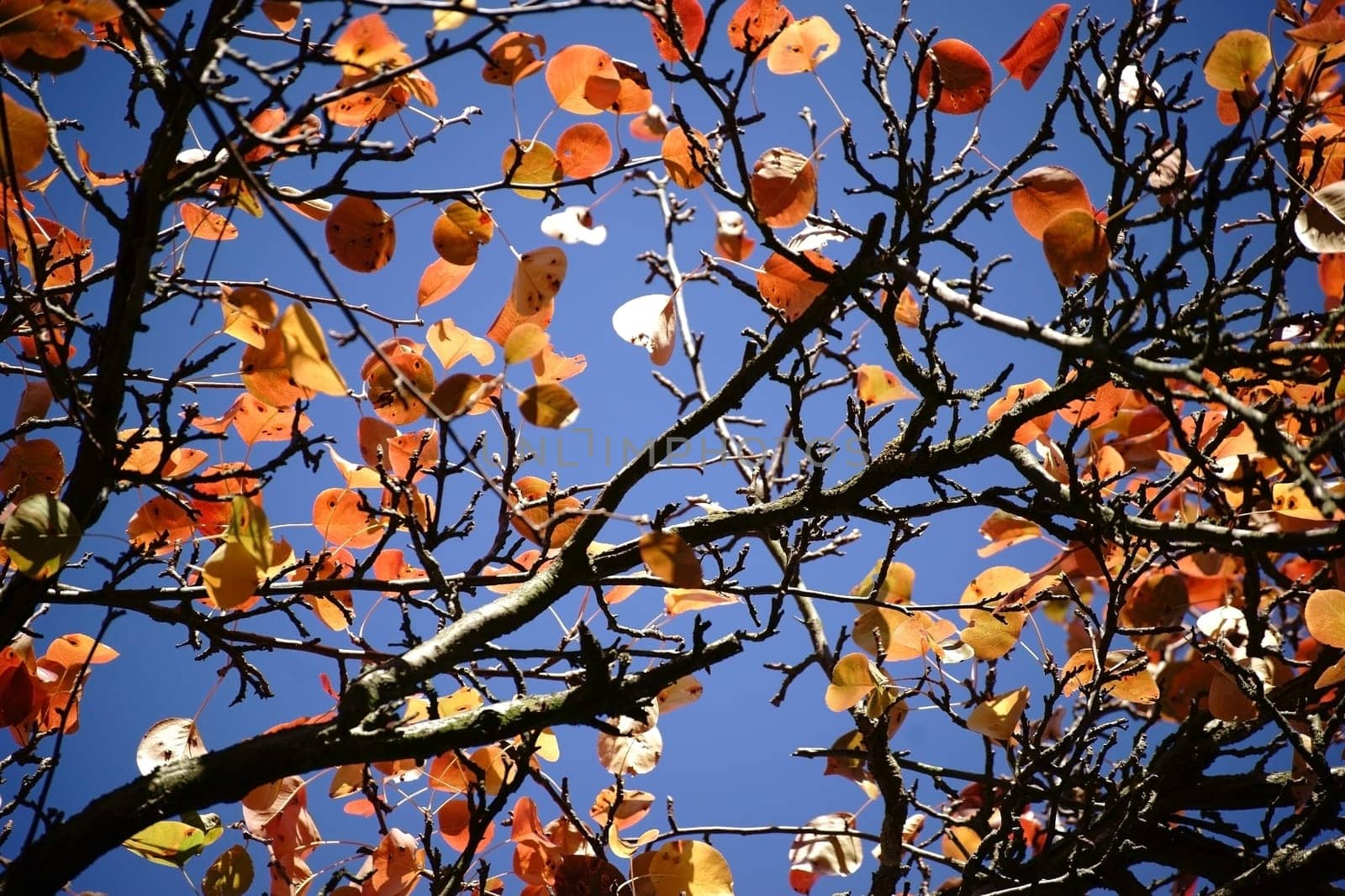 The canopy and the canopy of a Ussuri pear tree in autumn,Pyrus ussuriensis.