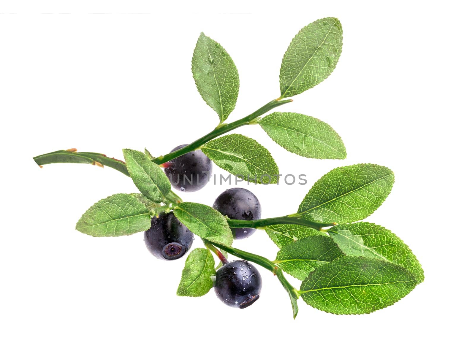 Wild northern bilberry shrub with berries. Studio shoot,large depth of field,retouched