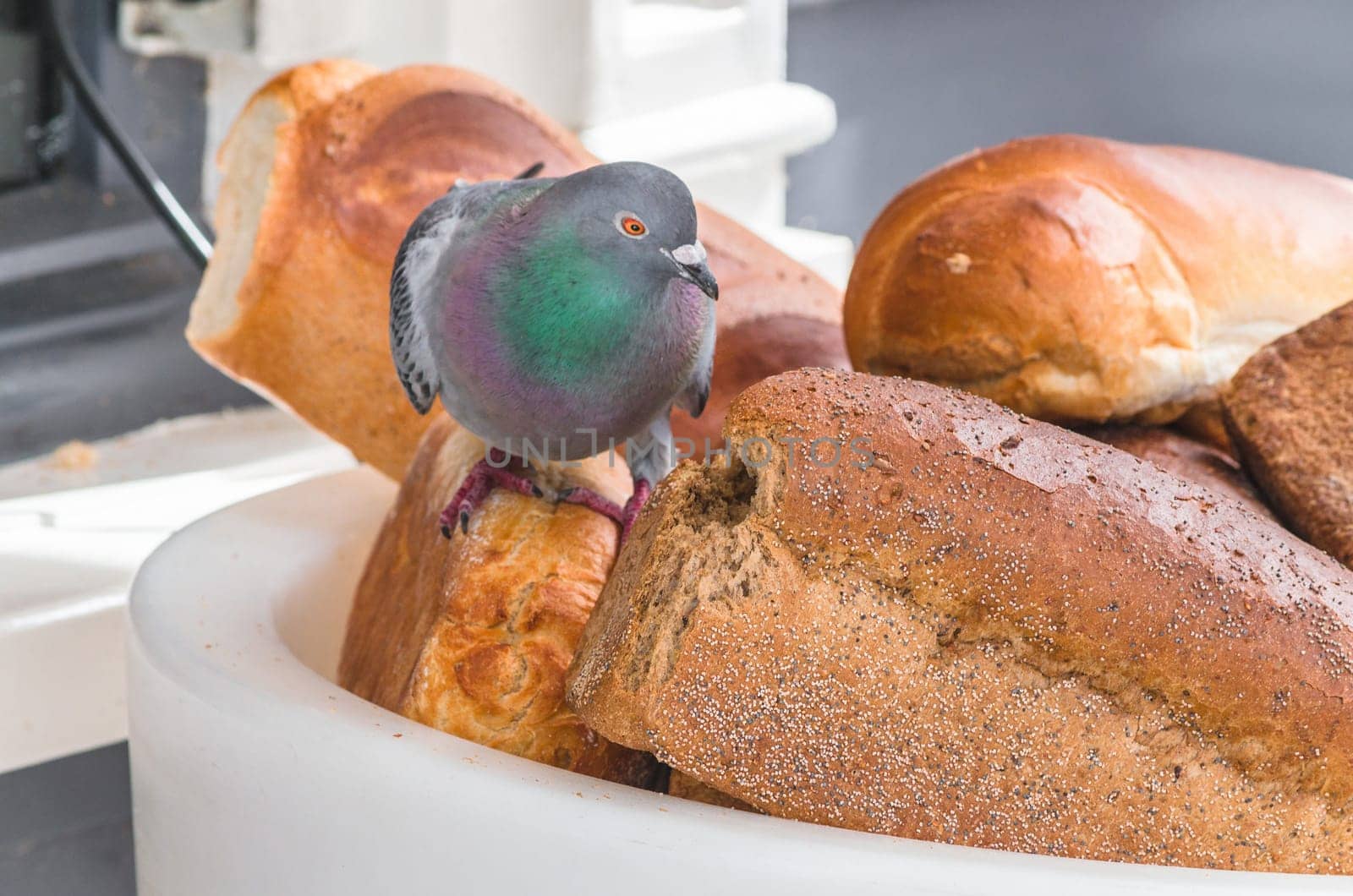Dove on a large bread basket in front of a bakery,eats the bread.