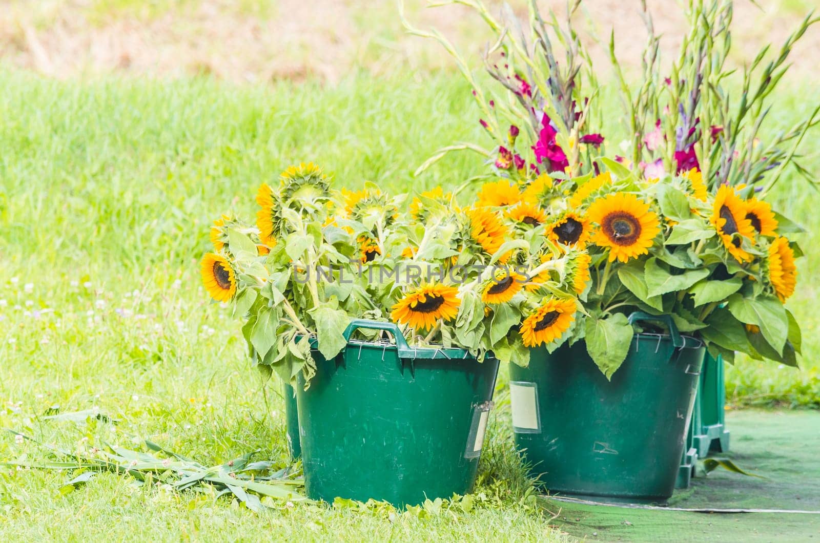 Two green buckets of sunflowers and gladiolus.