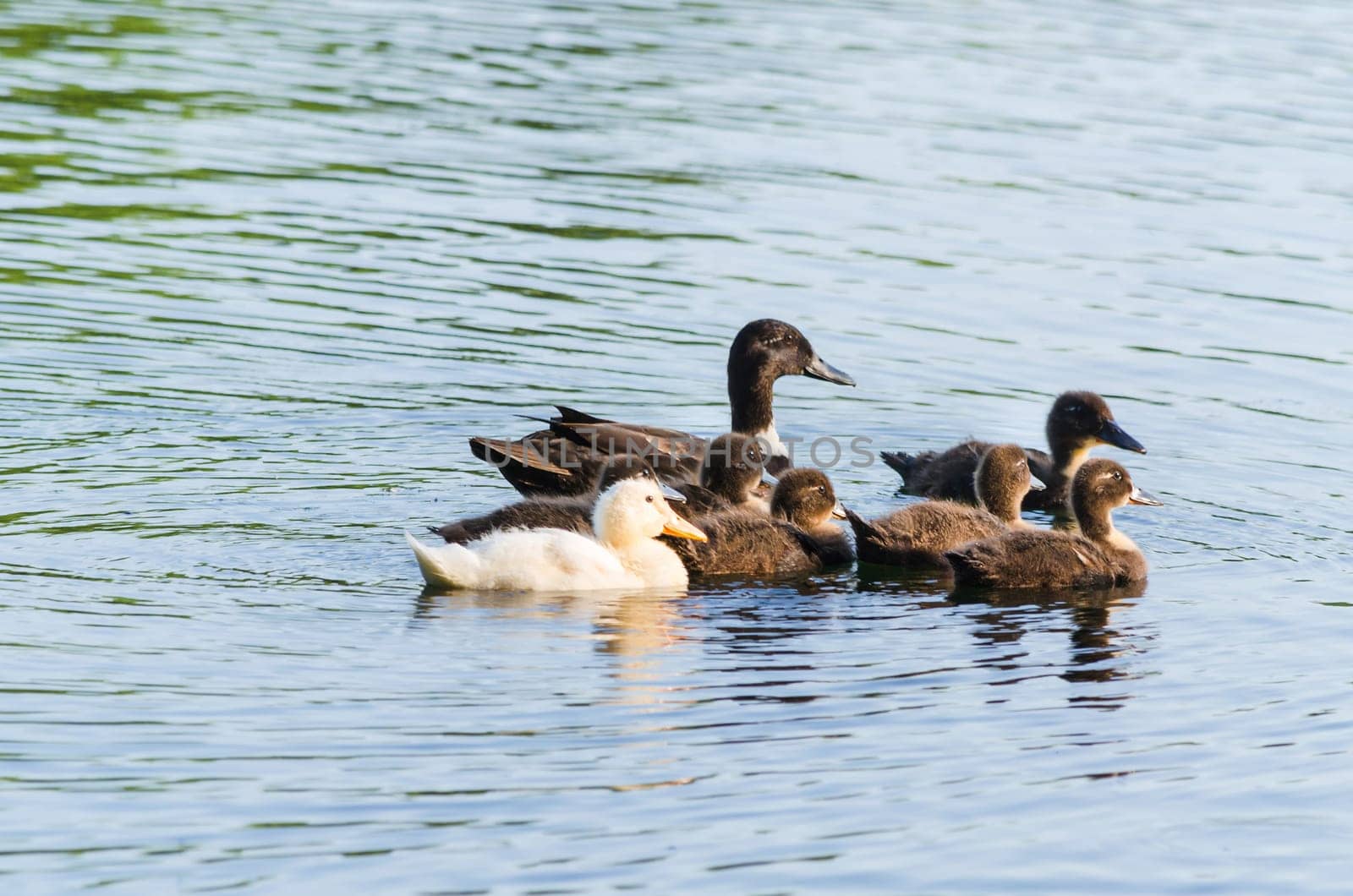Duck family in the water. Ducklings try the first swim.