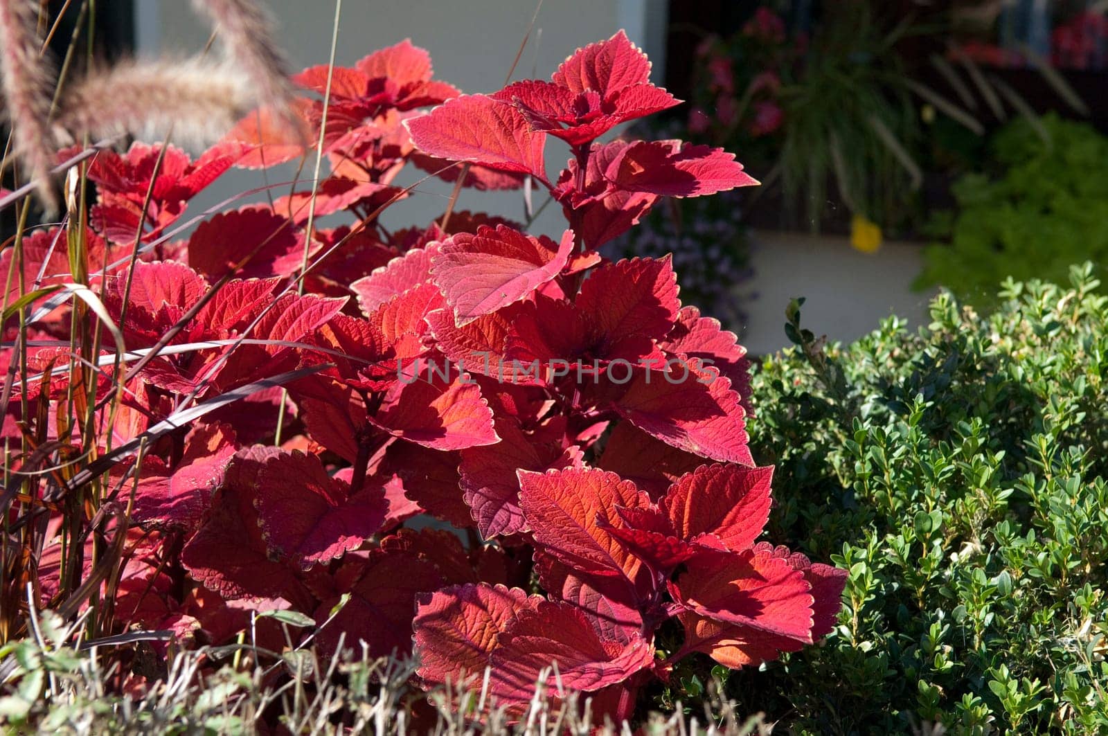 Buntnessel  Caipirinha  Solenostemon