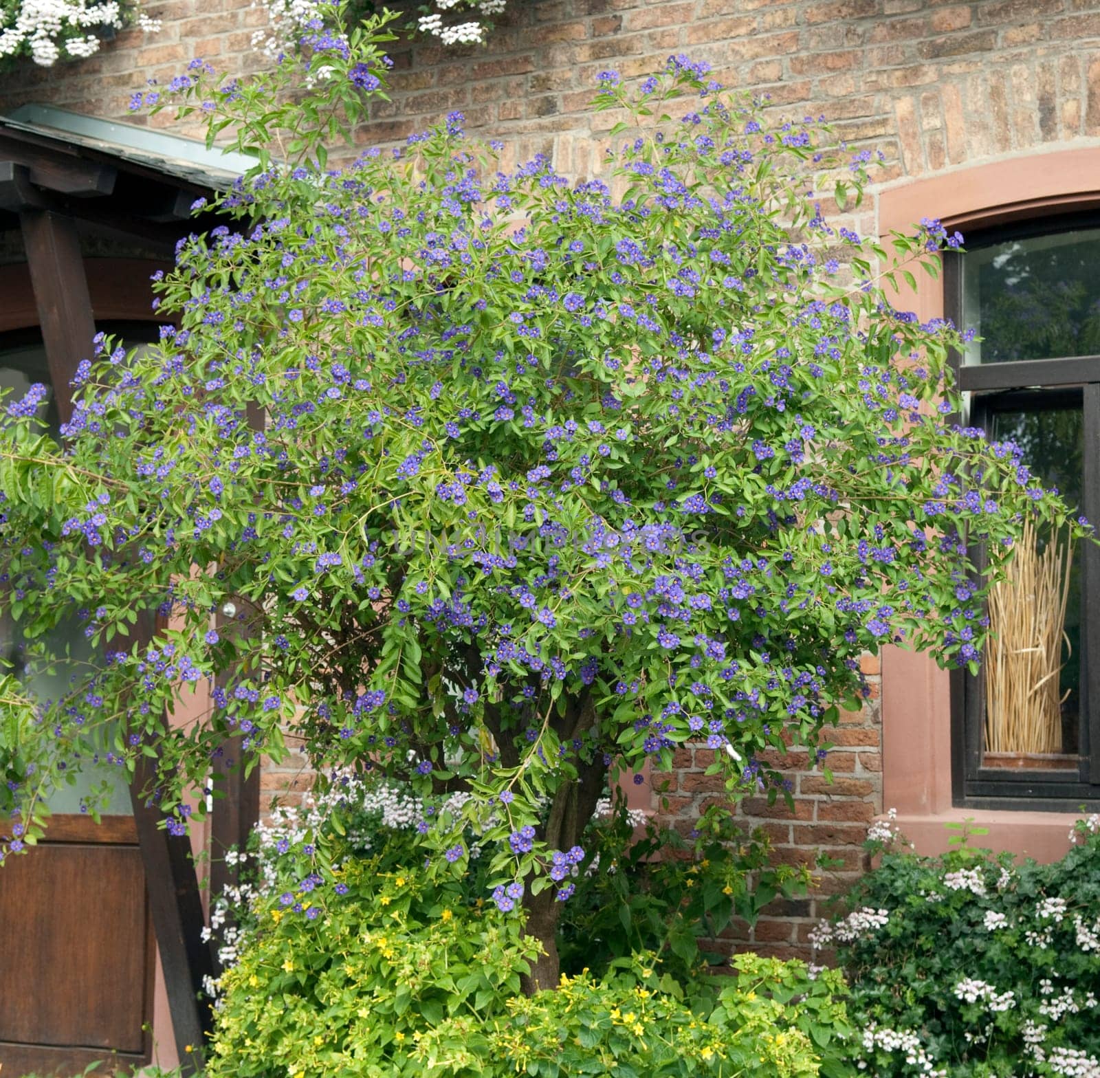 potato shrub,solanum,ratonettii,gentian shrub