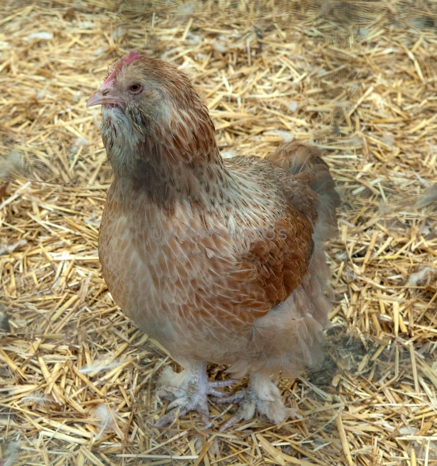 Lachshuhn, Haushuhnrasse, Legehuehner