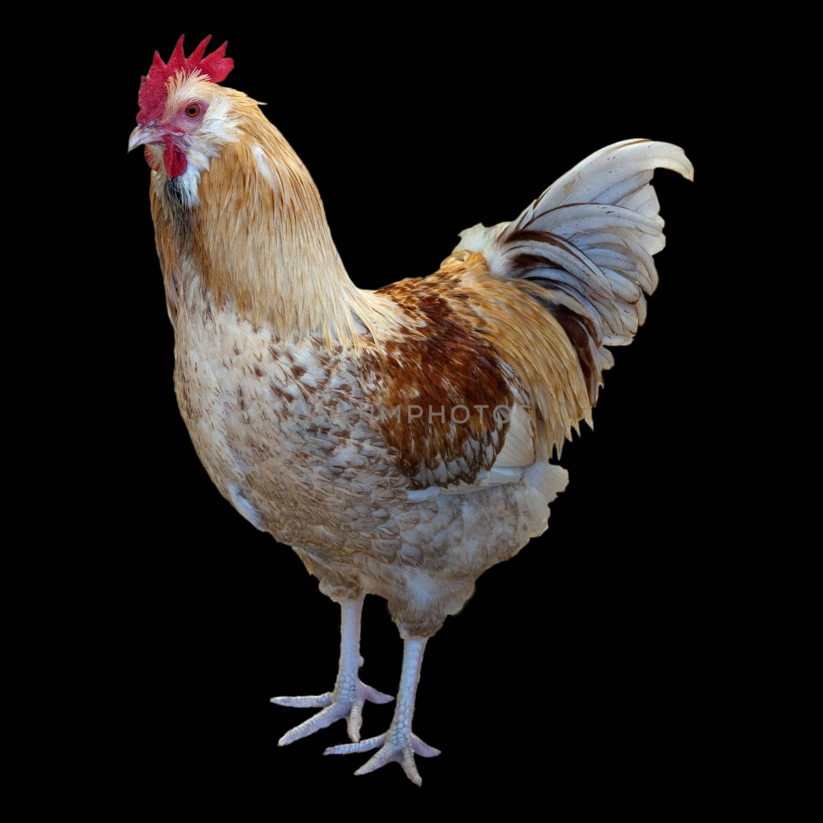 Lachshuhn, Haushuhnrasse
