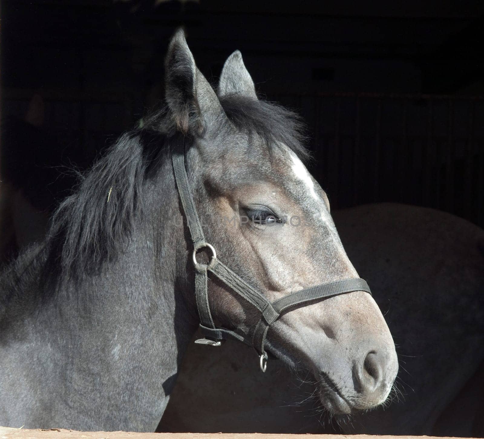 Pferd  Pferdekopf  Stall