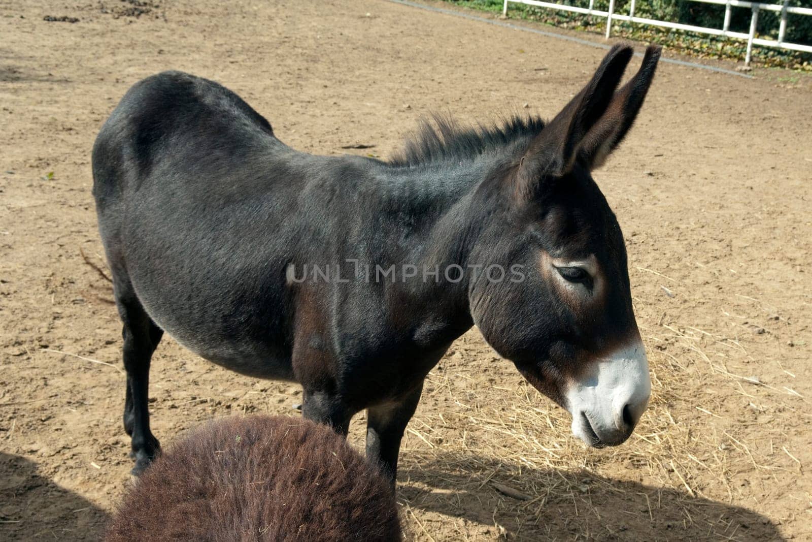 Poitou-Esel, Esel  Equus, Haustier
