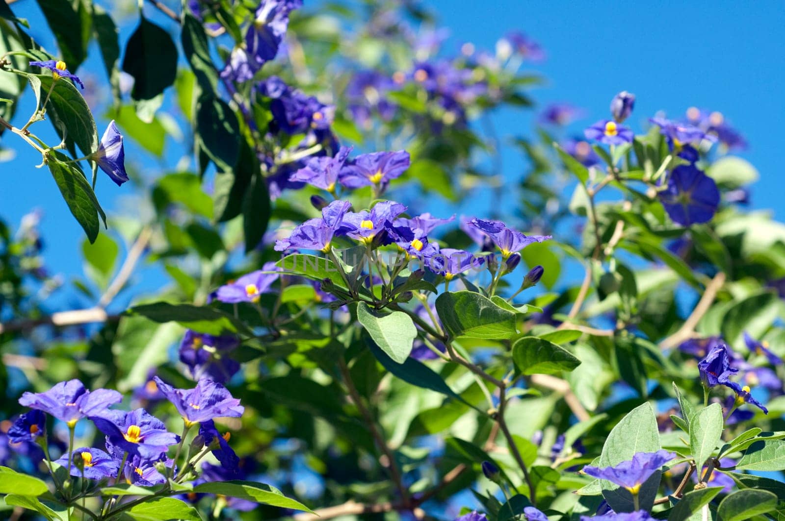 potato shrub,solanum,ratonettii,gentian shrub