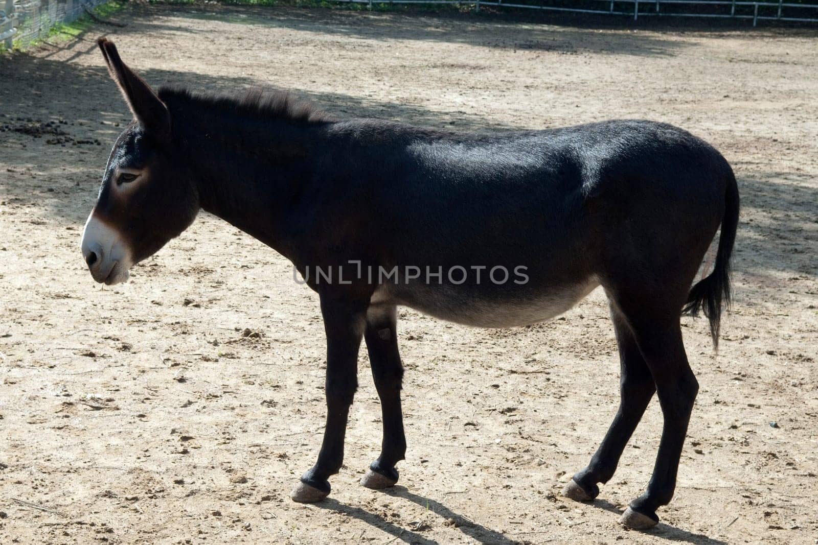Poitou-Esel, Esel  Equus, Haustier