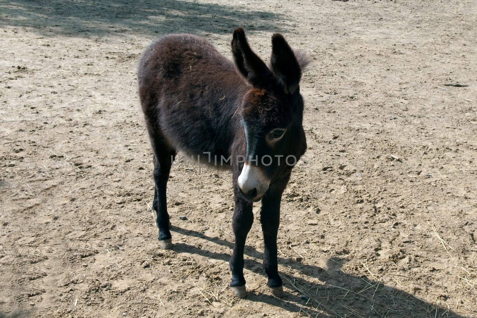 Poitou-Esel, Esel  Equus, Haustier