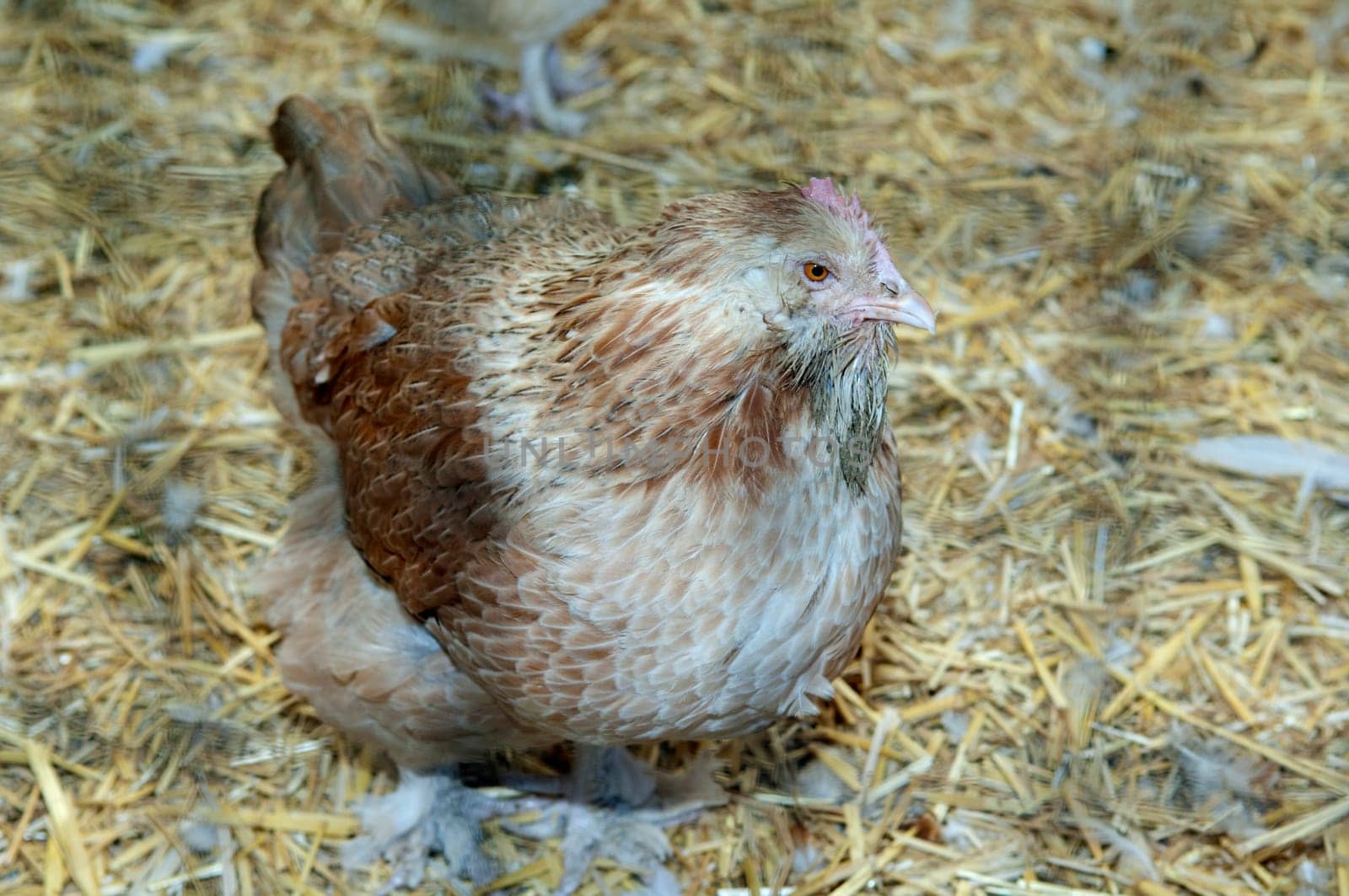 Lachshuhn, Haushuhnrasse