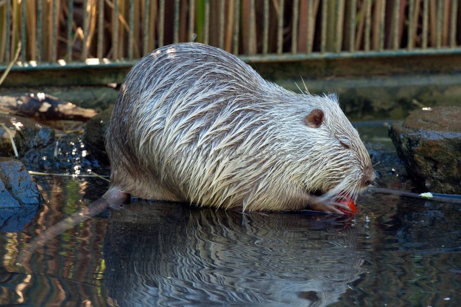 Nutria,Myocastor,coypus,Beaver Rat
