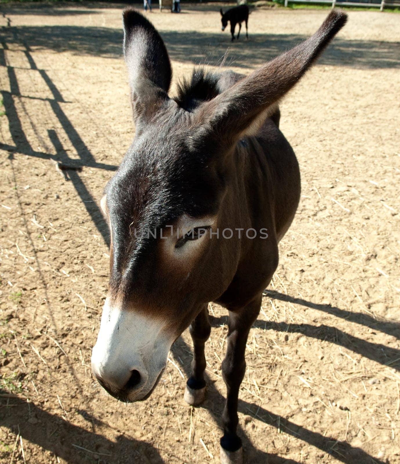Poitou Esel, Poitou-Esel, Esel  Equus, asinus