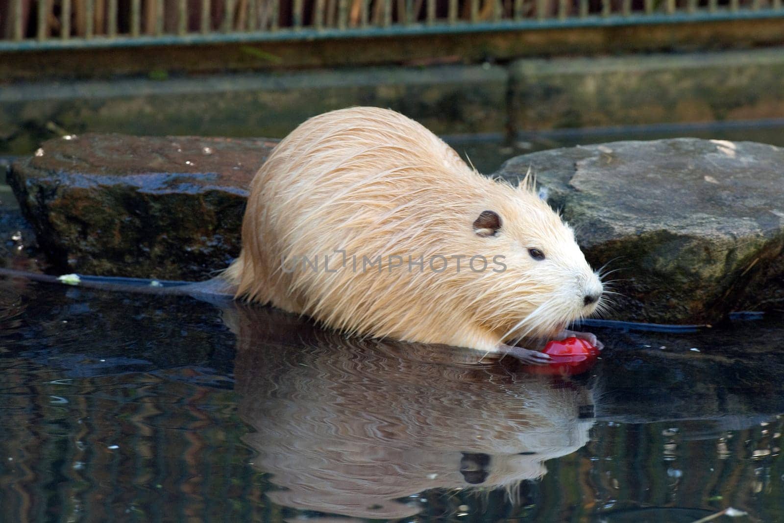 Nutria,Myocastor,coypus,Beaver Rat
