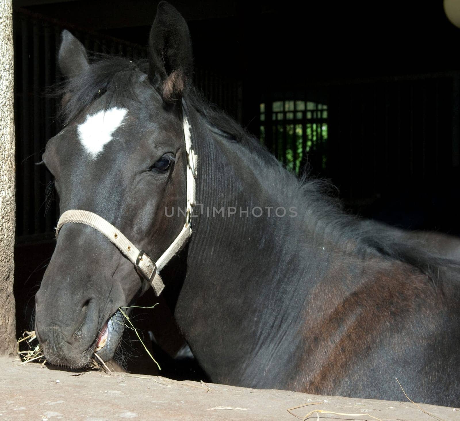 Pferd  Pferdekopf  Stall