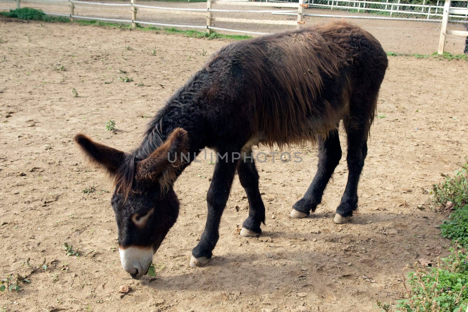 Poitou-Esel, Esel  Equus, Haustier