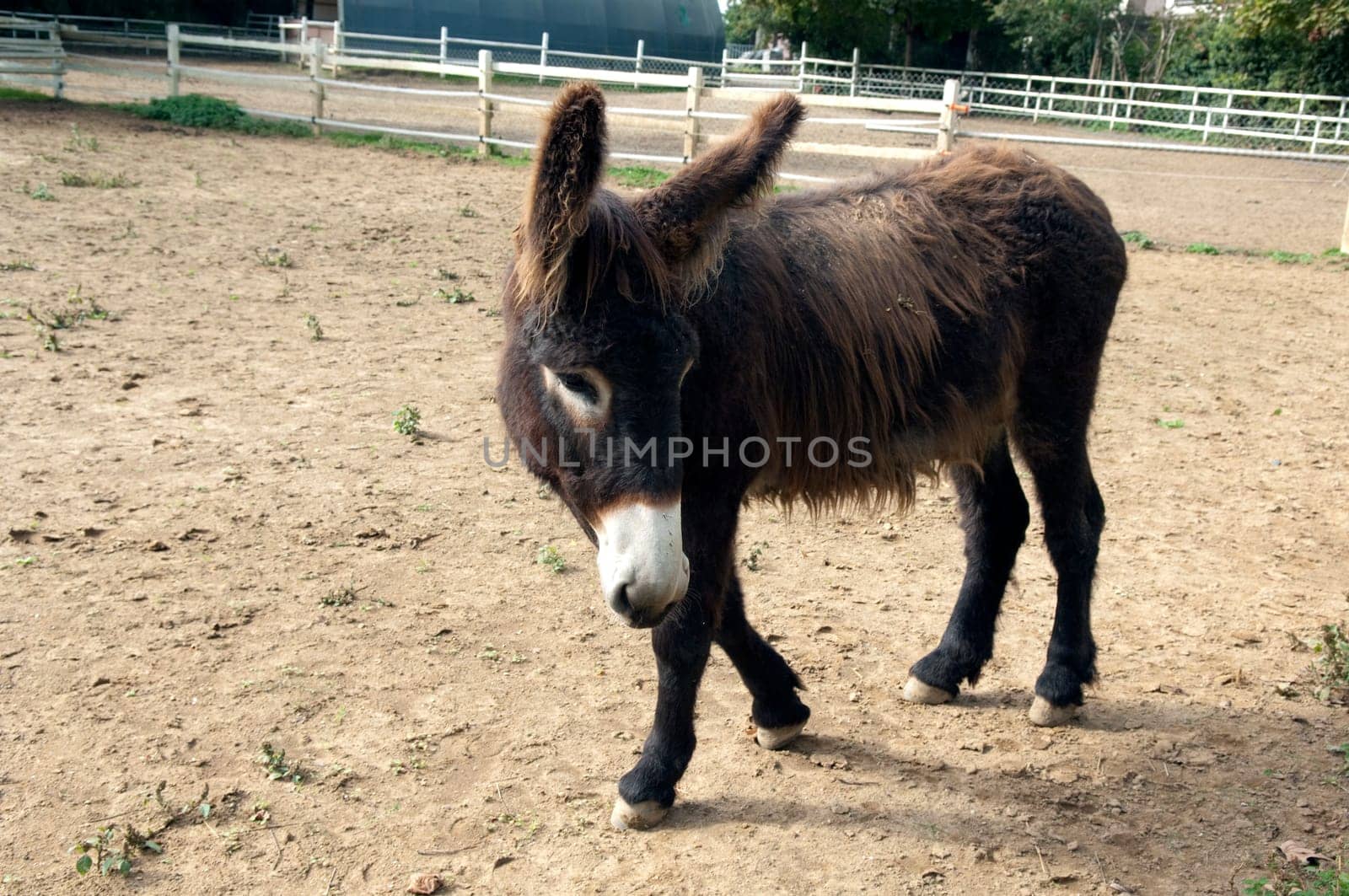 Poitou-Esel, Esel  Equus, Haustier