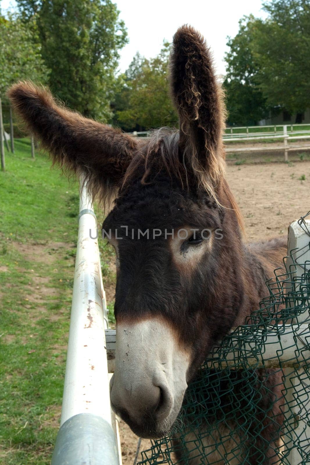 Poitou-Esel, Esel  Equus, Haustier