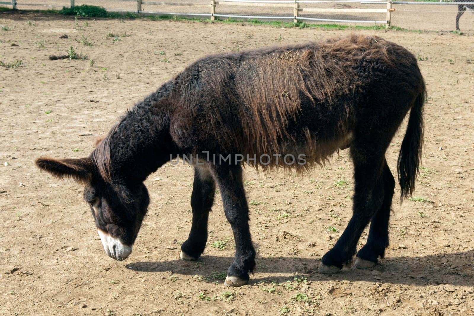 Poitou-Esel, Esel  Equus, Haustier