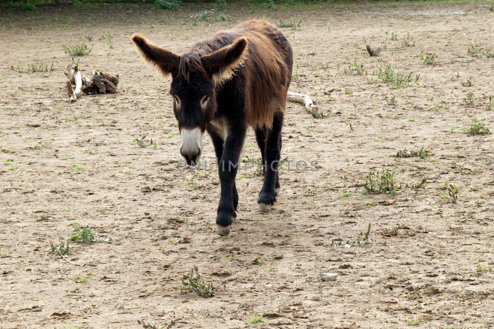 Poitou-Esel, Esel  Equus, Haustier