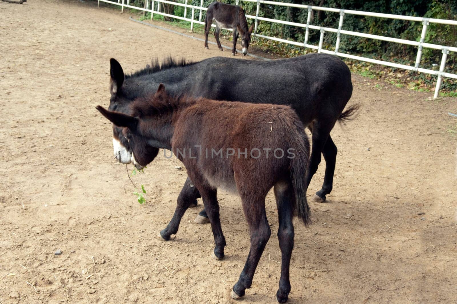 Poitou-Esel, Esel  Equus, Haustier