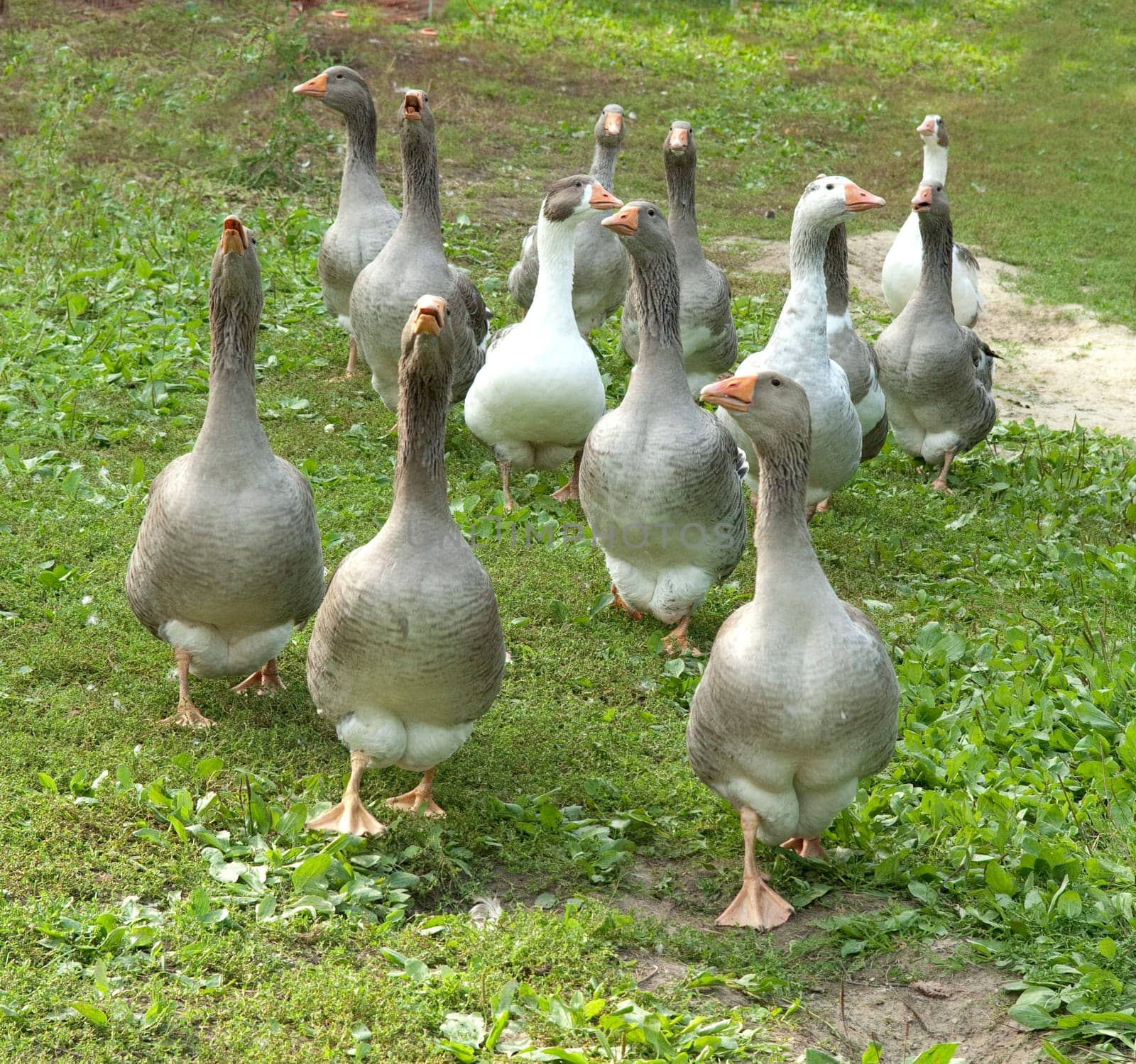 Pommerngaense
