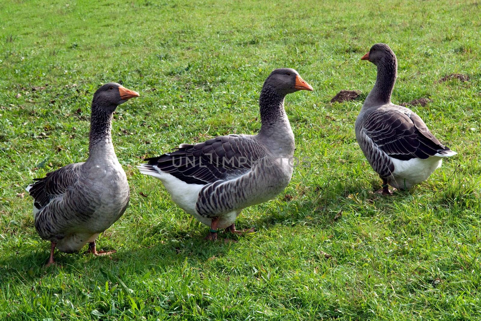 Pommerngaense, Ruegener, Gans