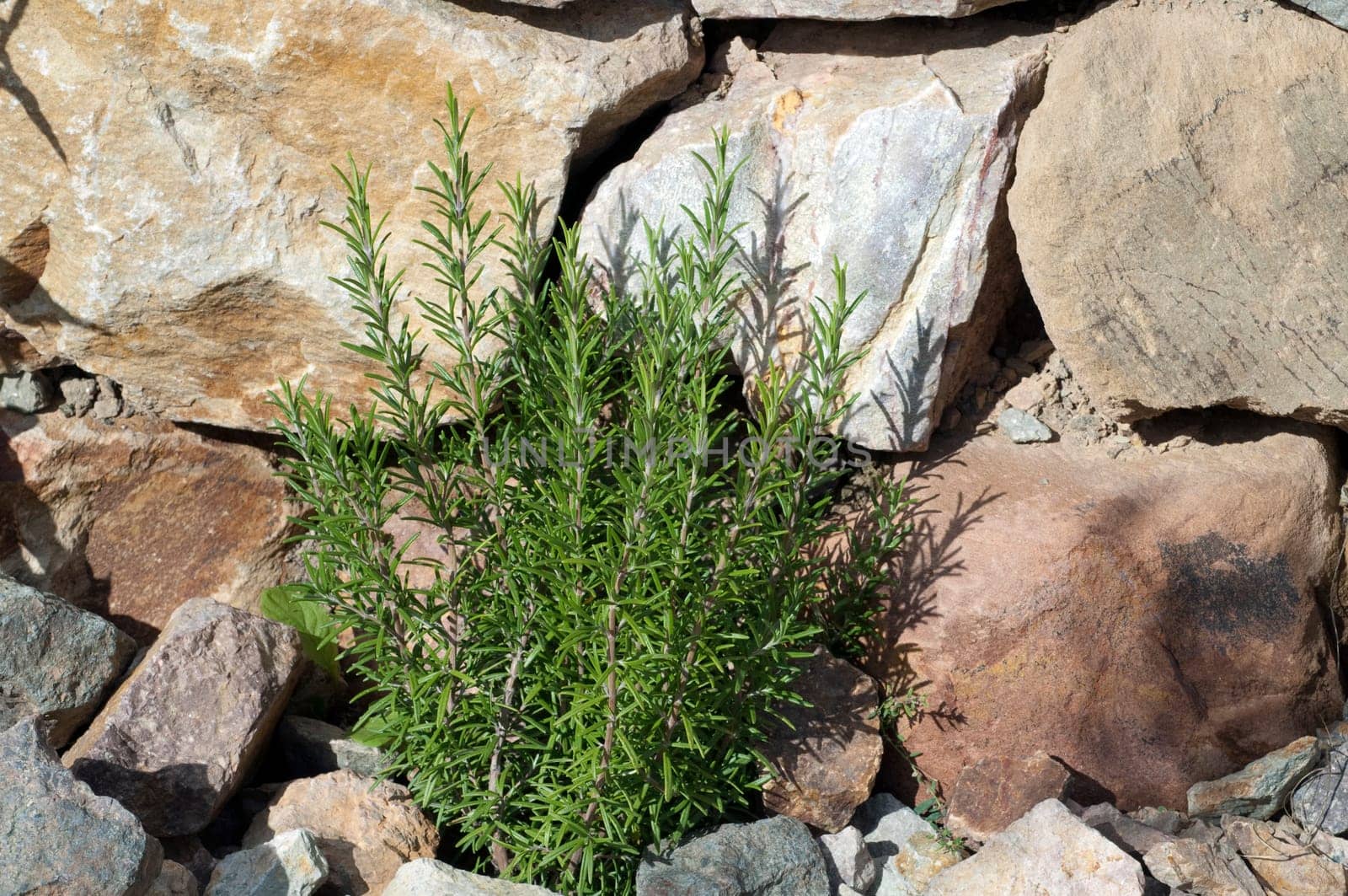Rosmarin  Rosmarinus Officinalis  Strauch