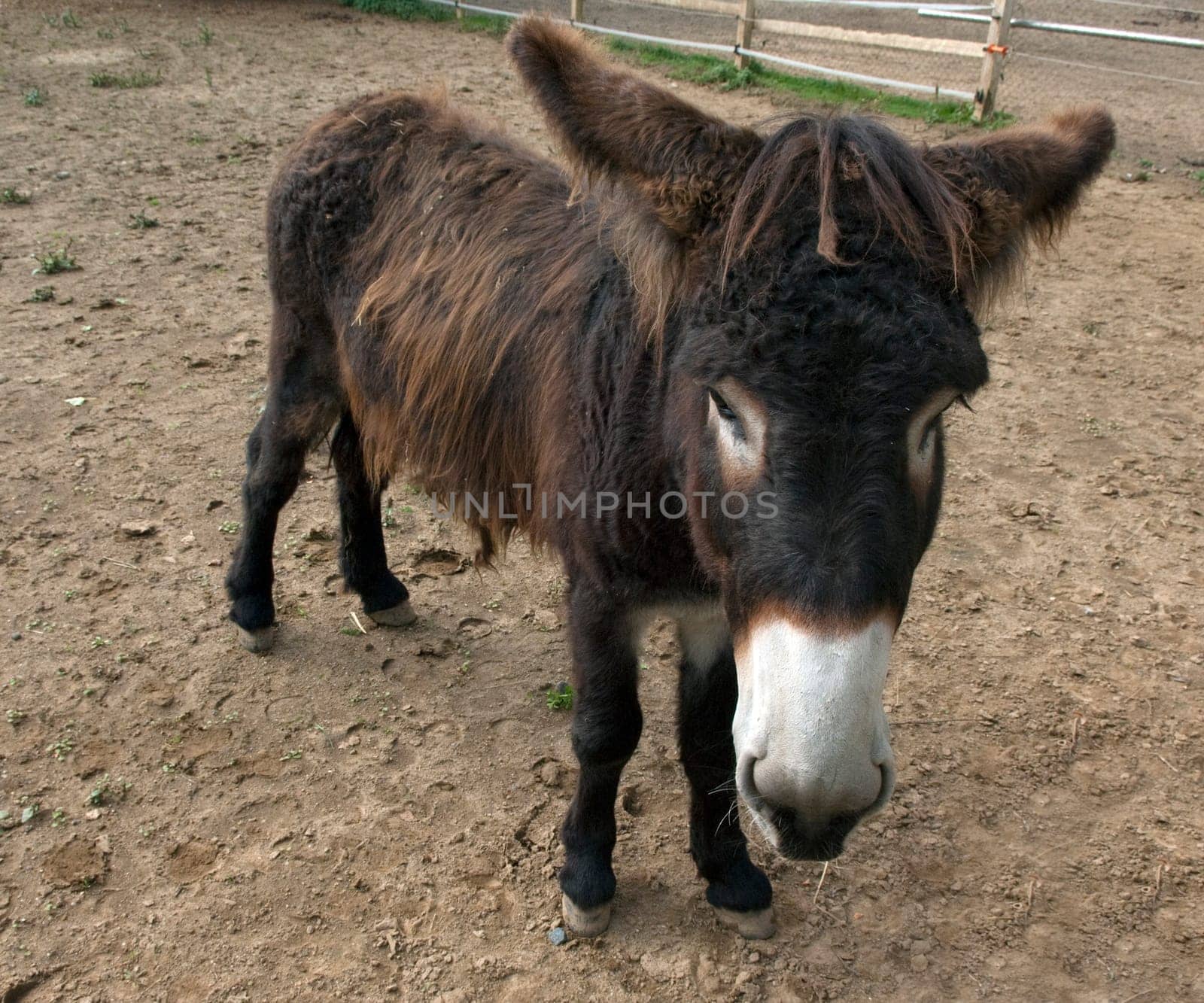 Poitou-Esel, Esel  Equus, Haustier