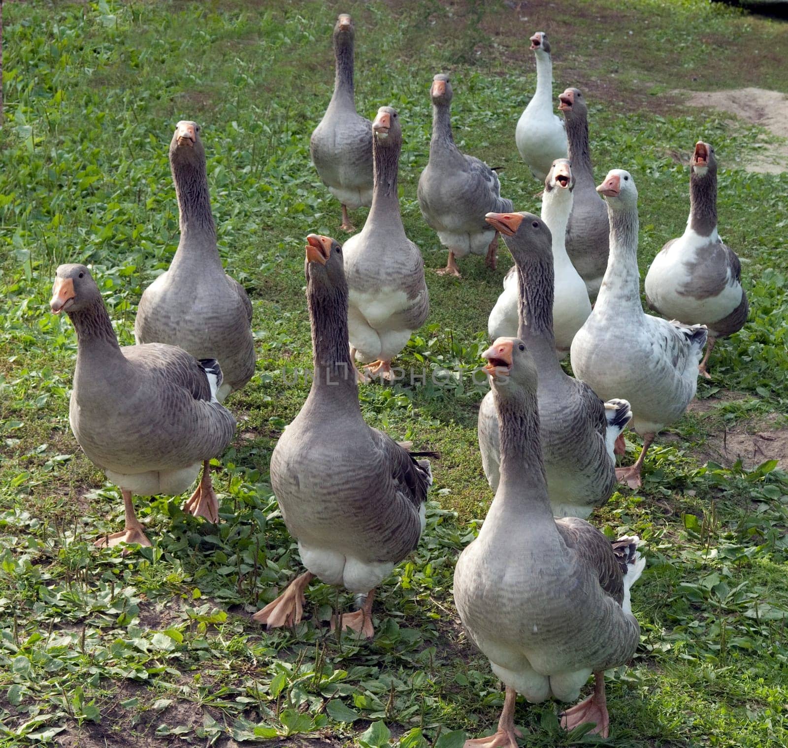 Pommerngaense
