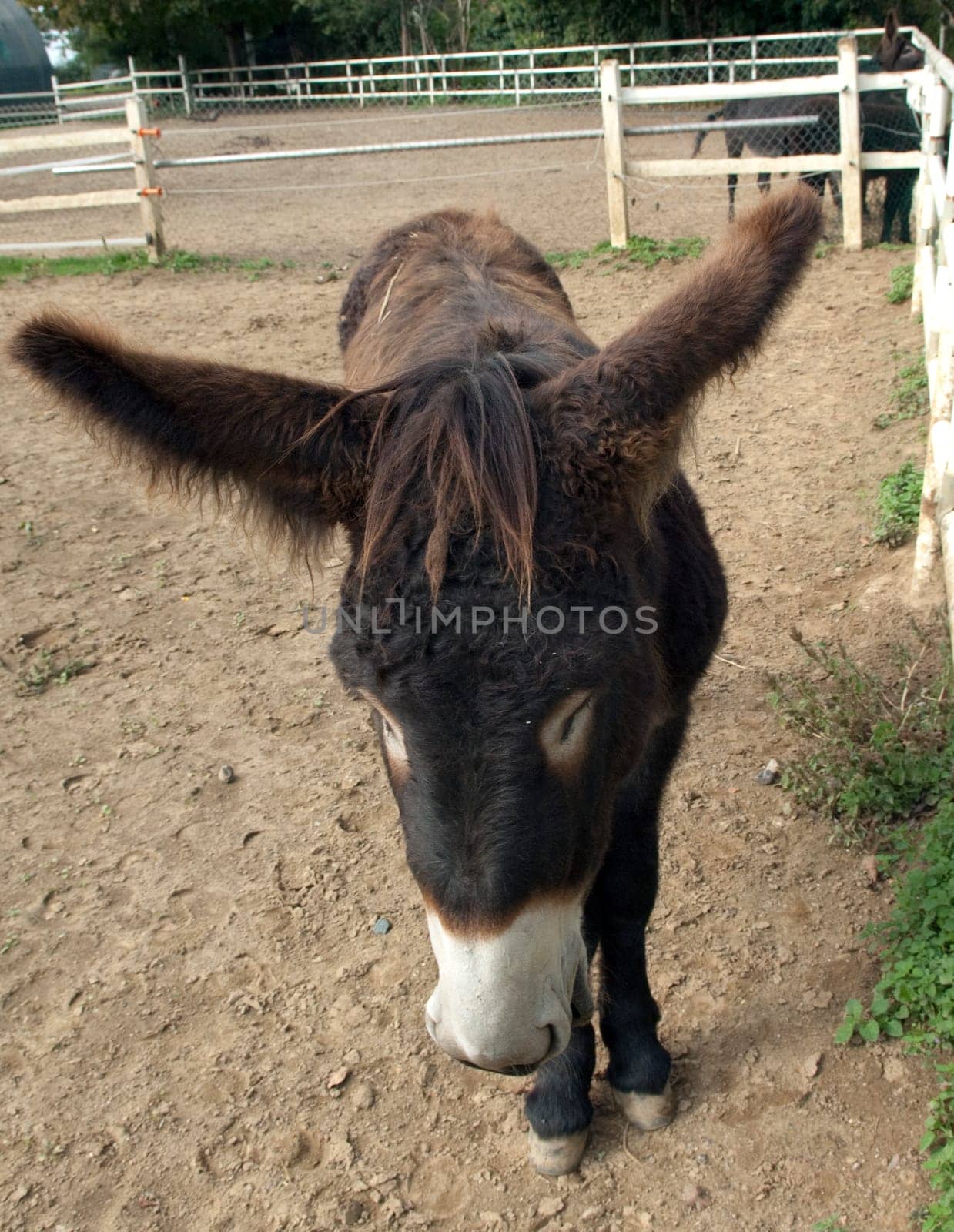 Poitou-Esel, Esel  Equus, Haustier