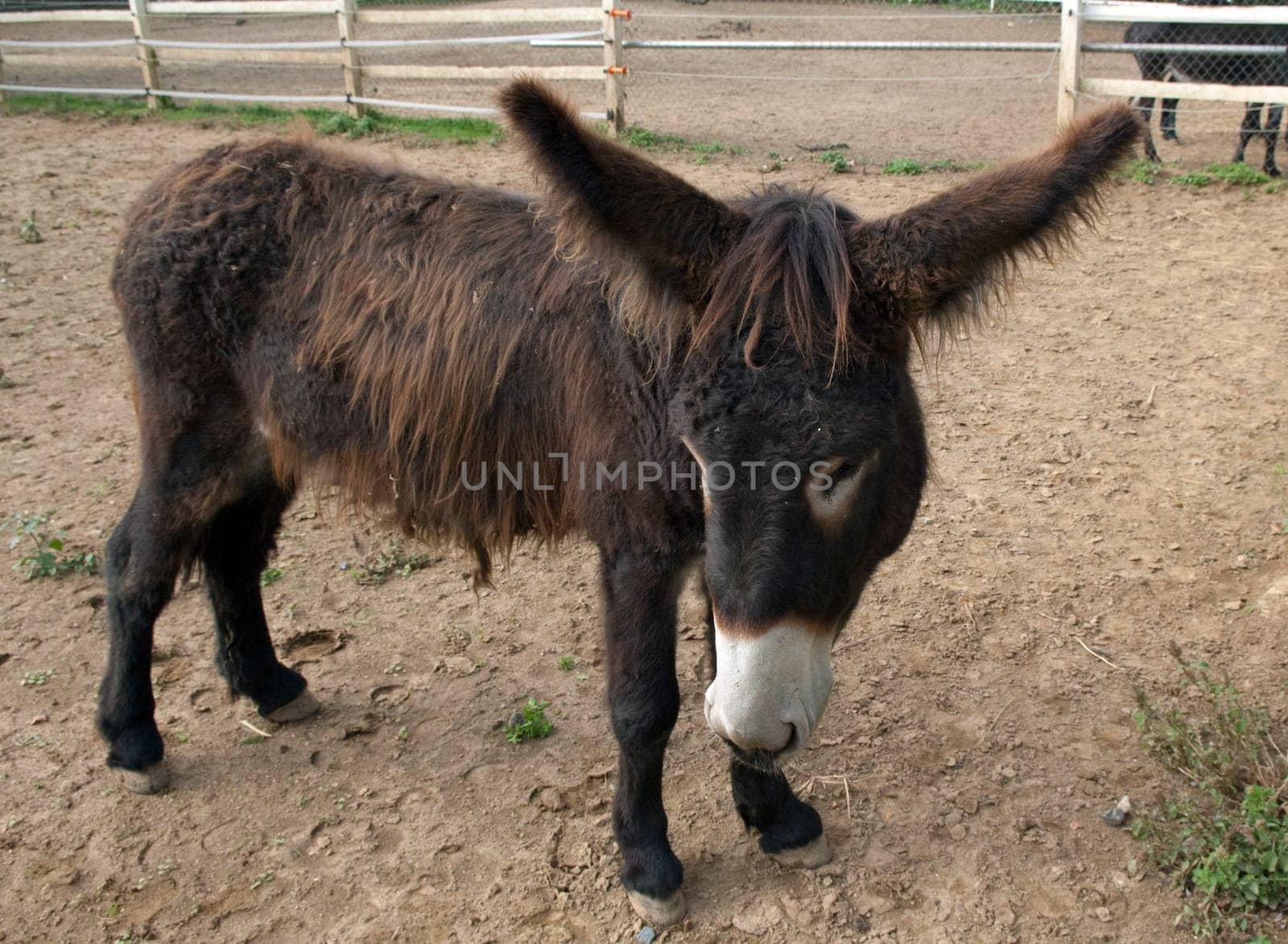Poitou-Esel, Esel  Equus, Haustier