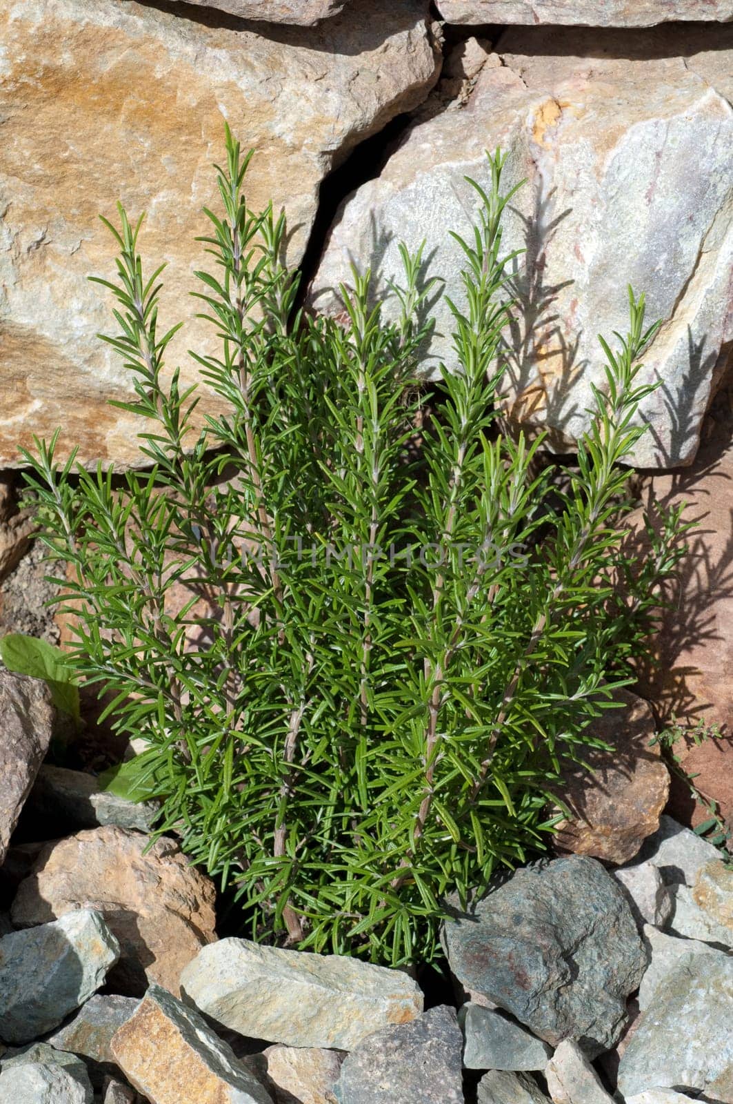 Rosmarin  Rosmarinus Officinalis  Strauch