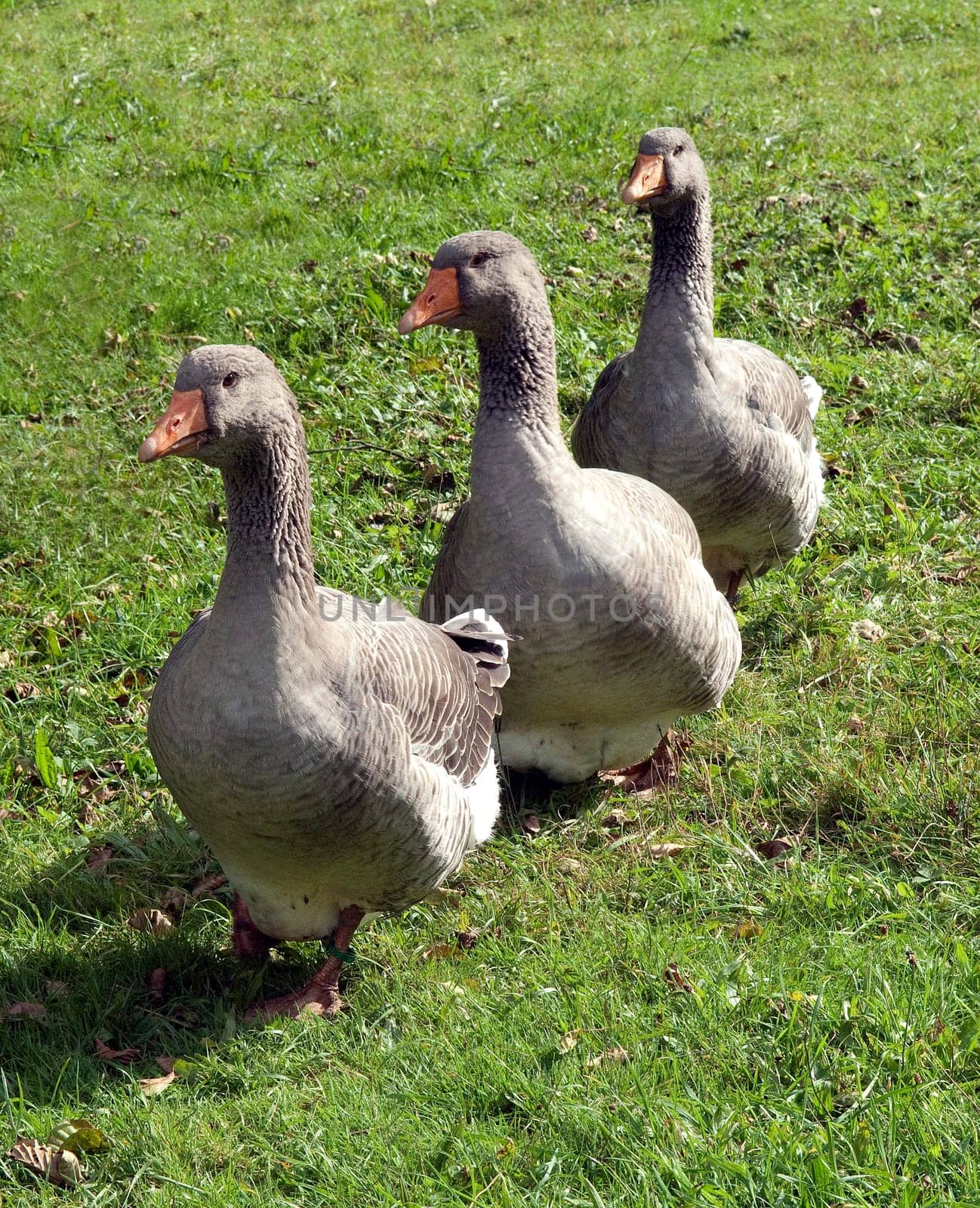 Pommerngaense, Ruegener, Gans