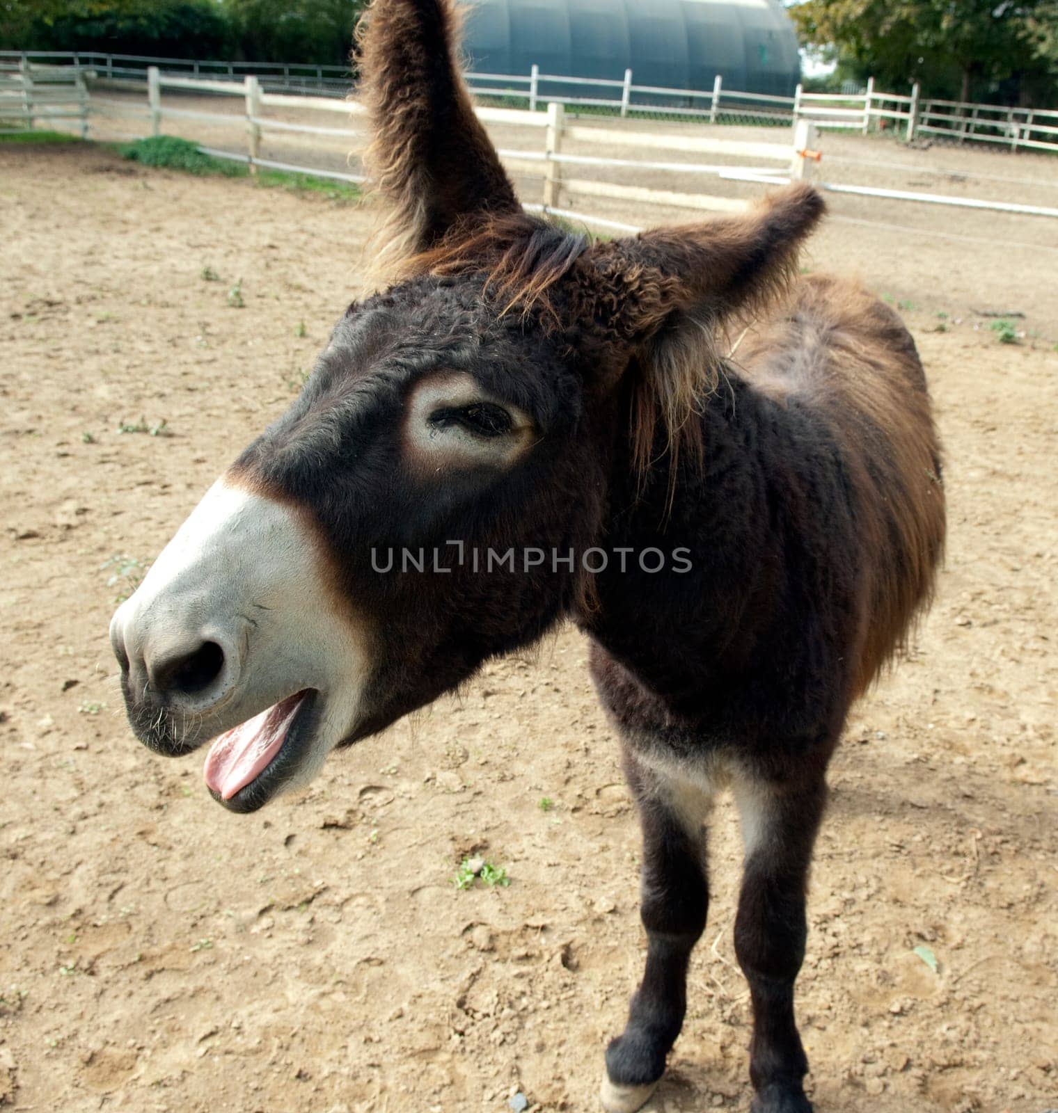 Poitou-Esel, Esel  Equus, Haustier