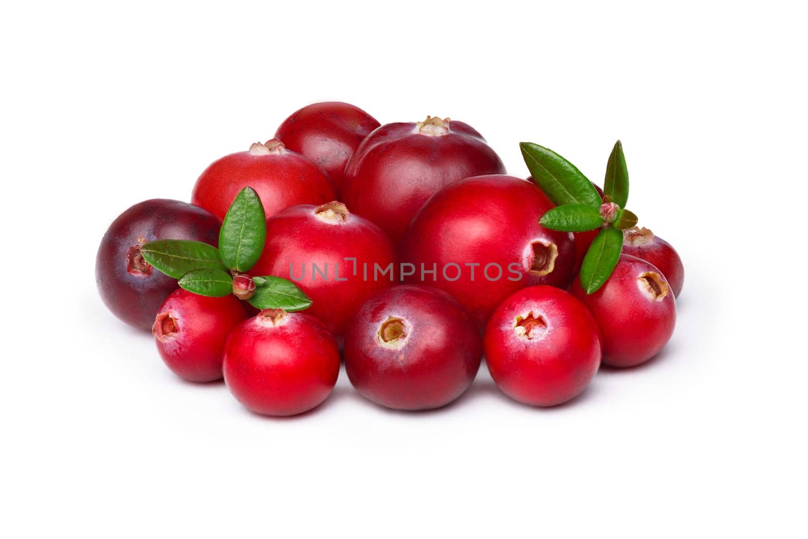 Wild cranberry  with leaves isolated on white with smooth drop shadow. Studio shot, infinite depth of field, retouched