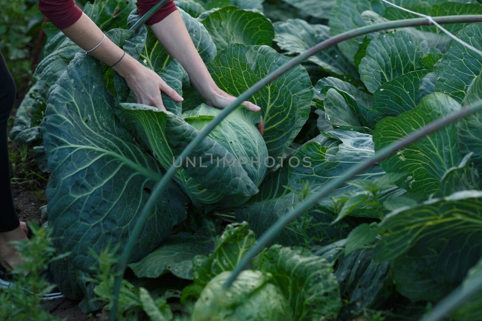 Woman picking cabbage head. Locavore movement, local farming, harvesting concept