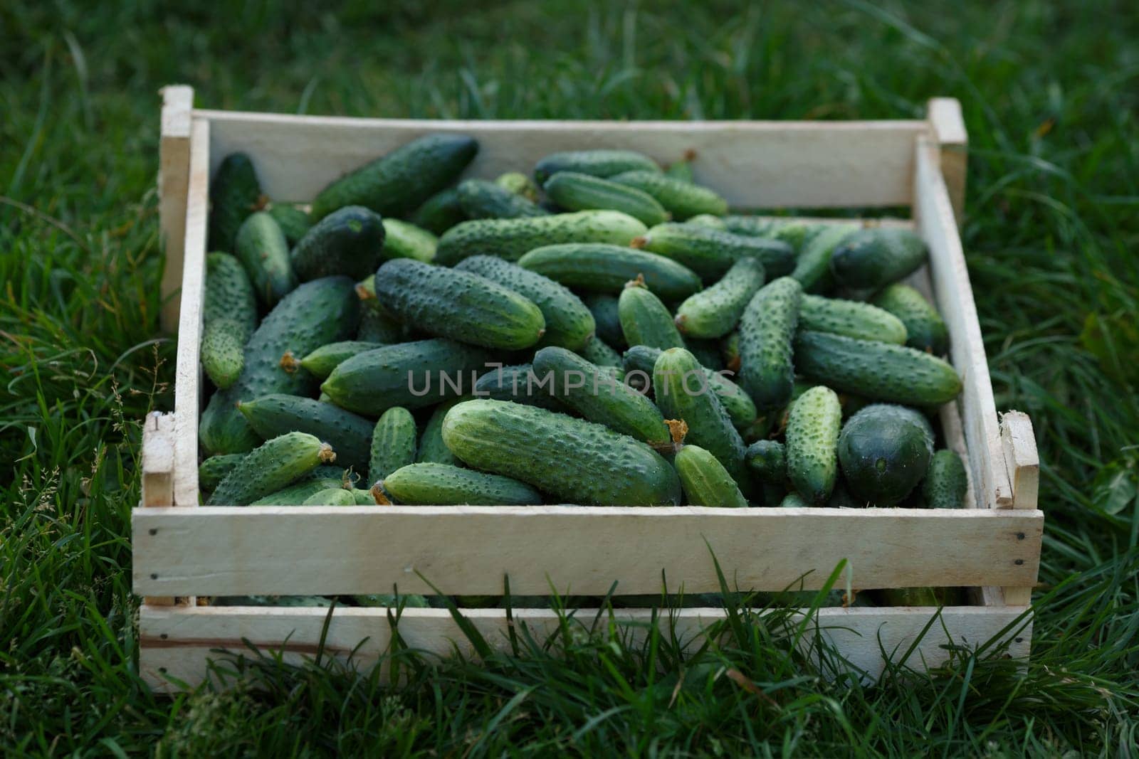 Wooden box of freshly harvested cucmbers on a grass.