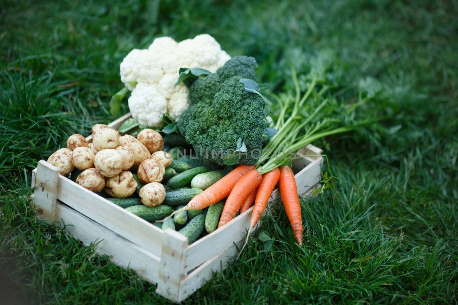 Freshly harvested vegetables in a wooden box on green grass