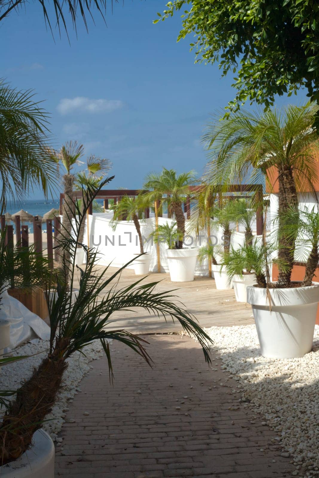 Beach resort corridor full of palms in pots, south of Spain