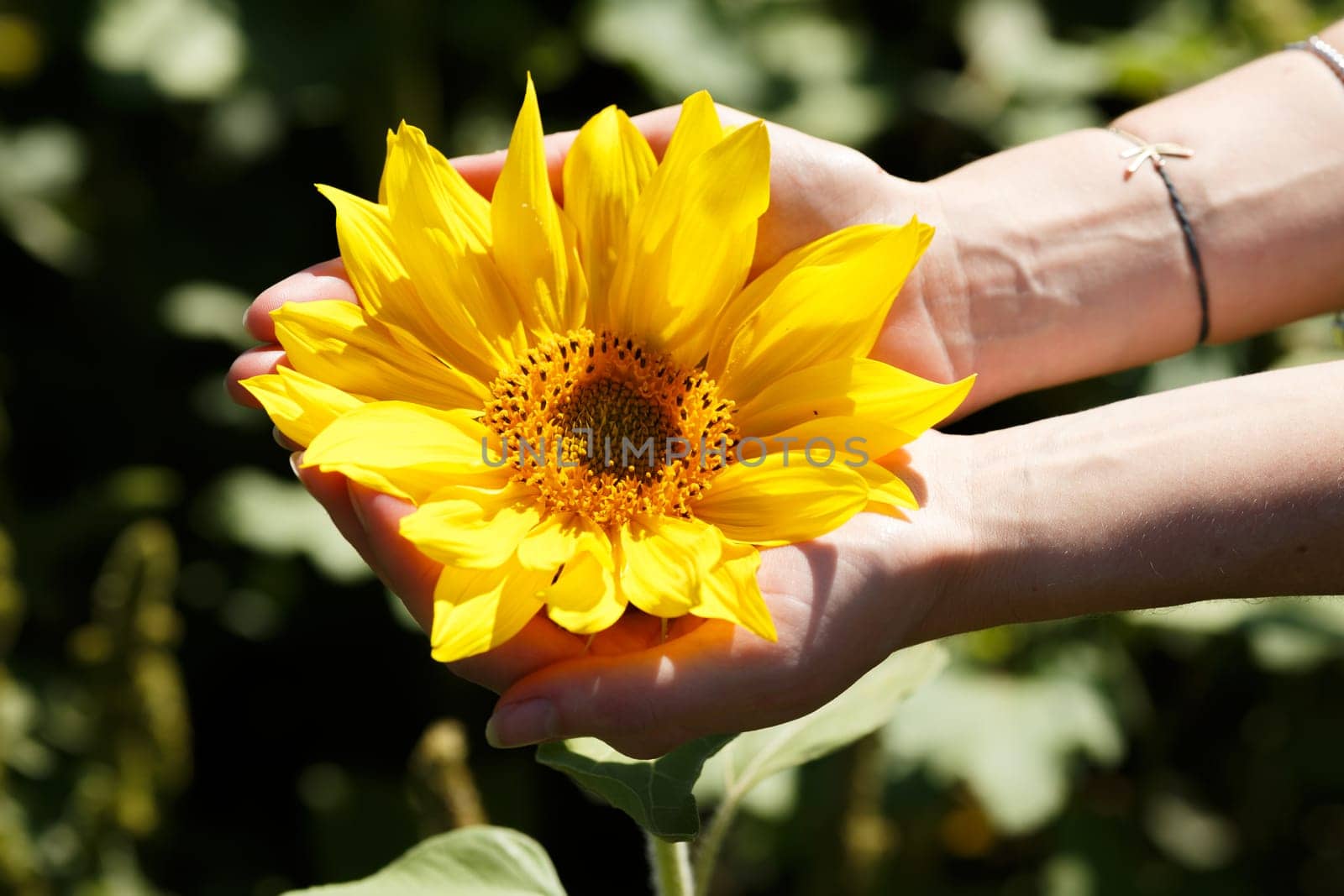 Female hands holding blossoming sunflower on a summer sunny day